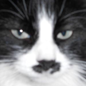 Meet your Posher, Nedra